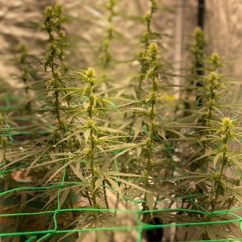 DankBerry  growlog timeline photo