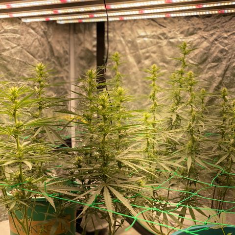 DankBerry  growlog timeline photo