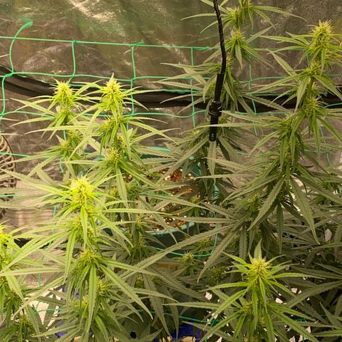 DankBerry  growlog timeline photo