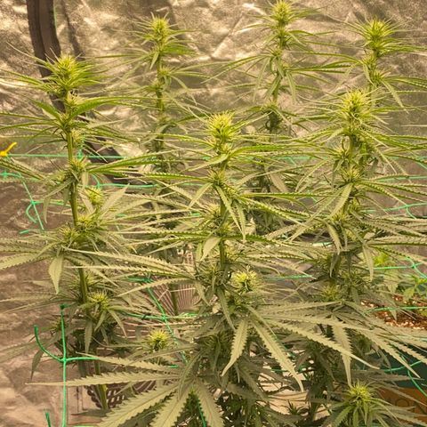 DankBerry  growlog timeline photo