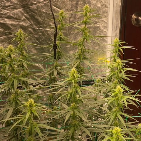 DankBerry  growlog timeline photo
