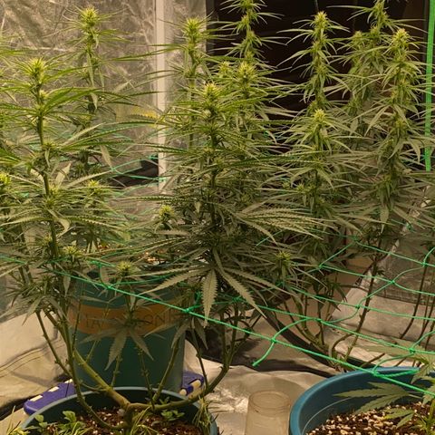 DankBerry  growlog timeline photo
