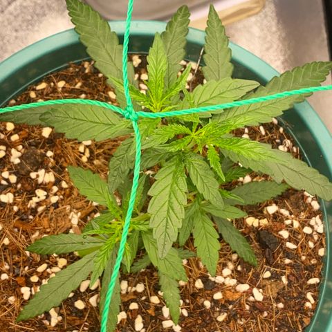 DankBerry  growlog timeline photo