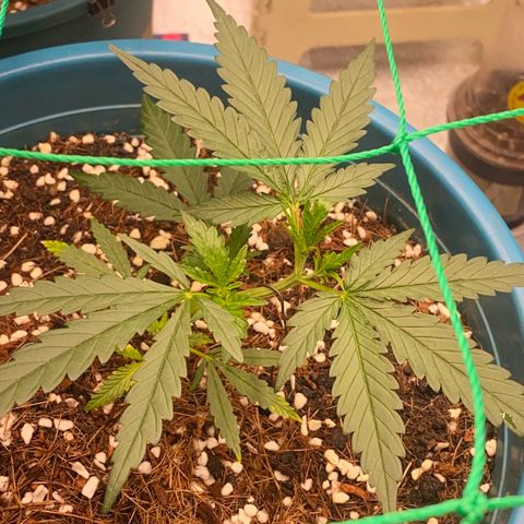 DankBerry  growlog timeline photo