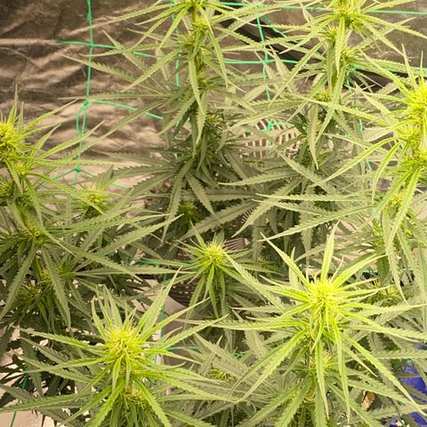 DankBerry  growlog timeline photo