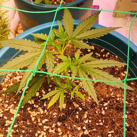 DankBerry  growlog timeline photo