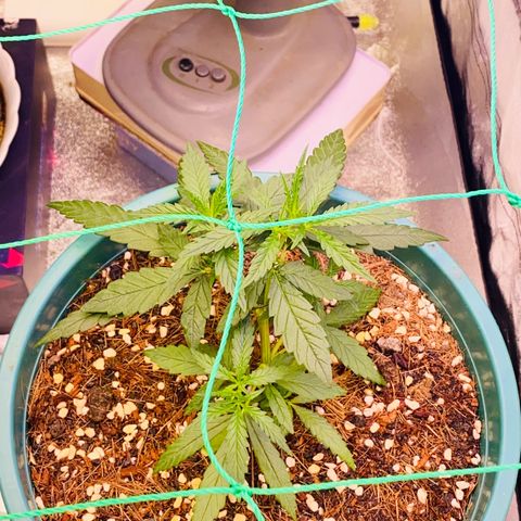 DankBerry  growlog timeline photo