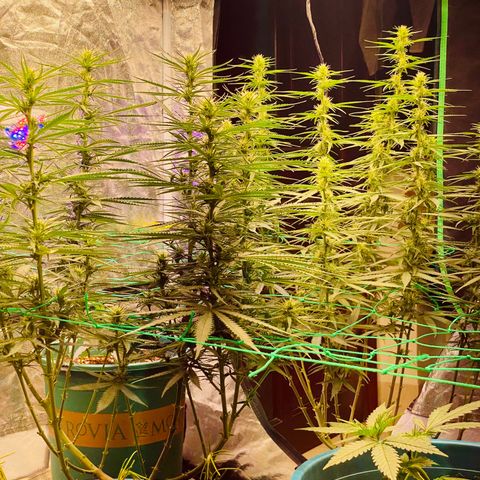 DankBerry  growlog timeline photo