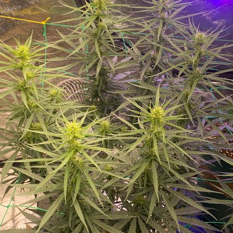 DankBerry  growlog timeline photo