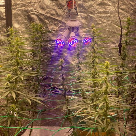DankBerry  growlog timeline photo