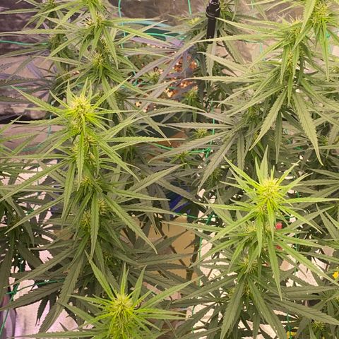 DankBerry  growlog timeline photo