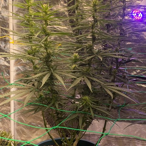 DankBerry  growlog timeline photo