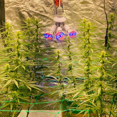 DankBerry  growlog timeline photo