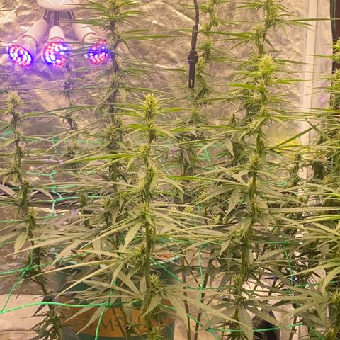 DankBerry  growlog timeline photo