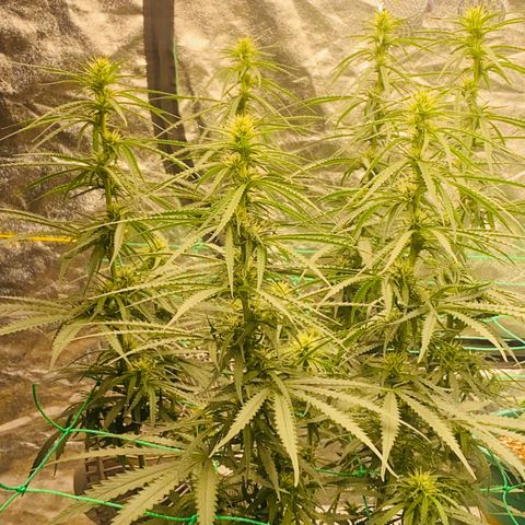 DankBerry  growlog timeline photo