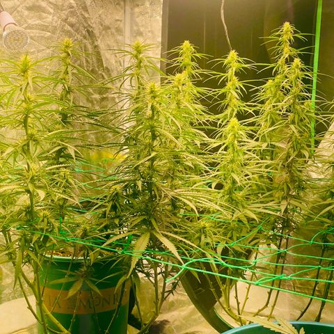 DankBerry  growlog timeline photo