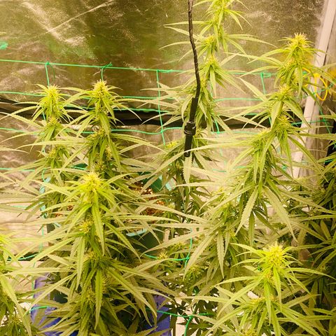 DankBerry  growlog timeline photo