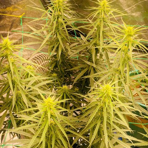 DankBerry  growlog timeline photo