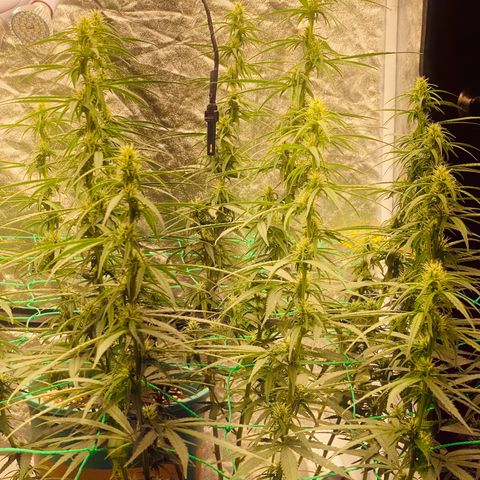 DankBerry  growlog timeline photo