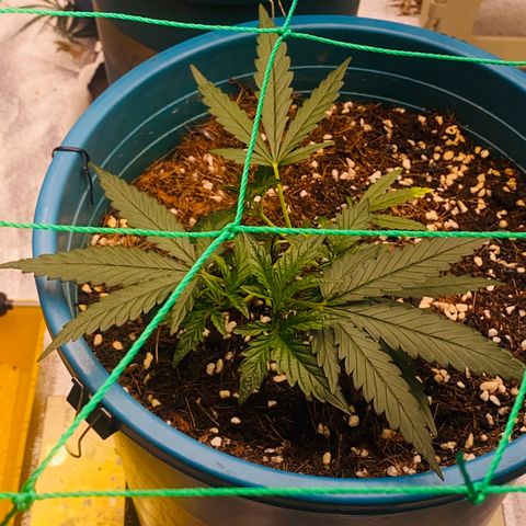 DankBerry  growlog timeline photo