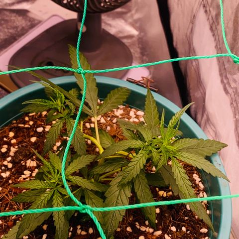 DankBerry  growlog timeline photo