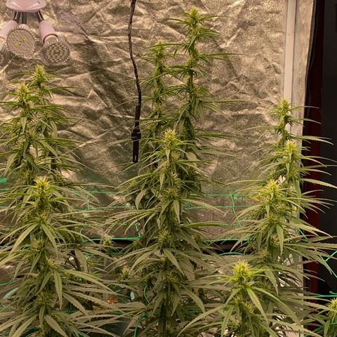 DankBerry  growlog timeline photo