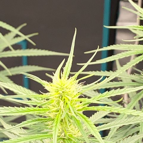 DankBerry  growlog timeline photo