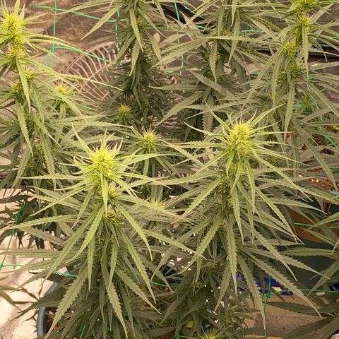 DankBerry  growlog timeline photo