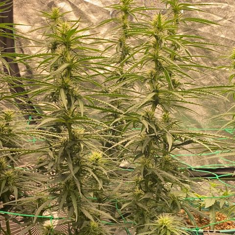 DankBerry  growlog timeline photo