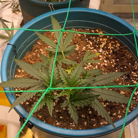 DankBerry  growlog timeline photo