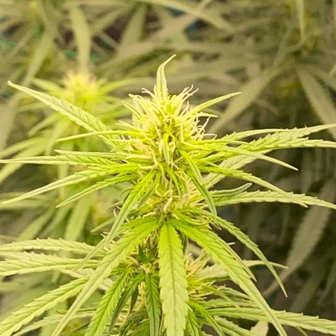 DankBerry  growlog timeline photo