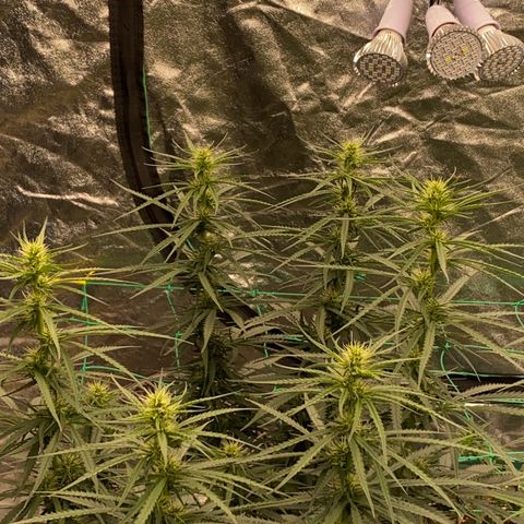 DankBerry  growlog timeline photo