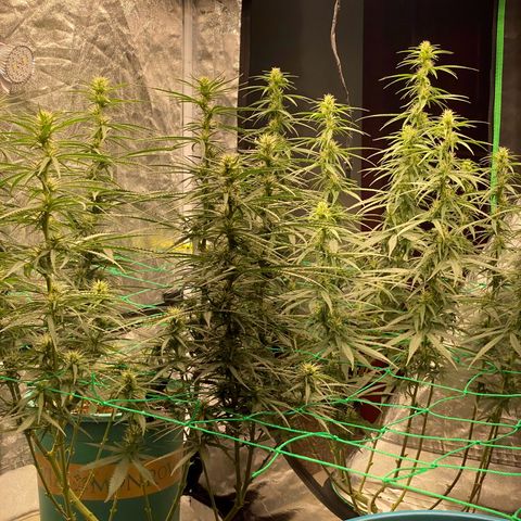DankBerry  growlog timeline photo