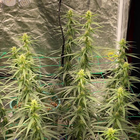 DankBerry  growlog timeline photo
