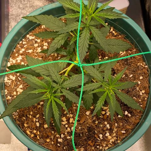 DankBerry  growlog timeline photo