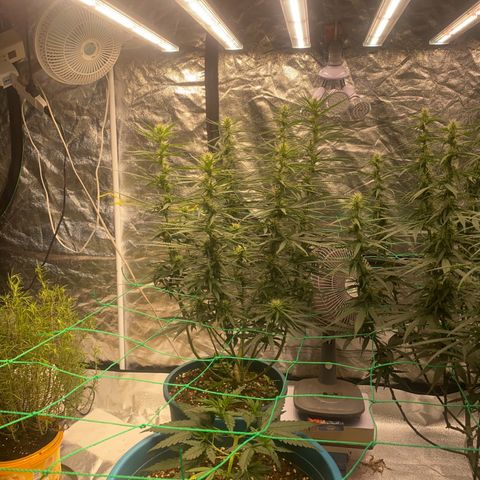 DankBerry  growlog timeline photo