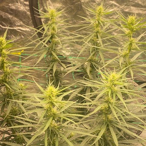 DankBerry  growlog timeline photo