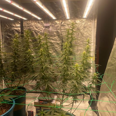 DankBerry  growlog timeline photo