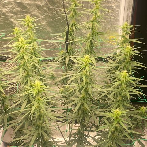 DankBerry  growlog timeline photo