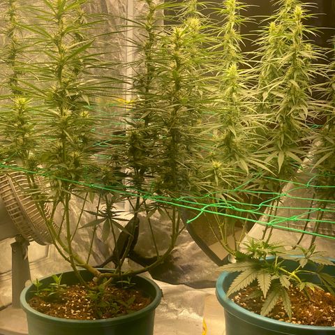 DankBerry  growlog timeline photo