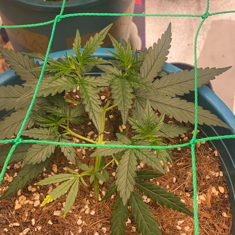 DankBerry  growlog timeline photo