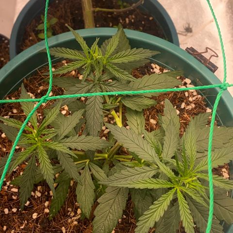 DankBerry  growlog timeline photo