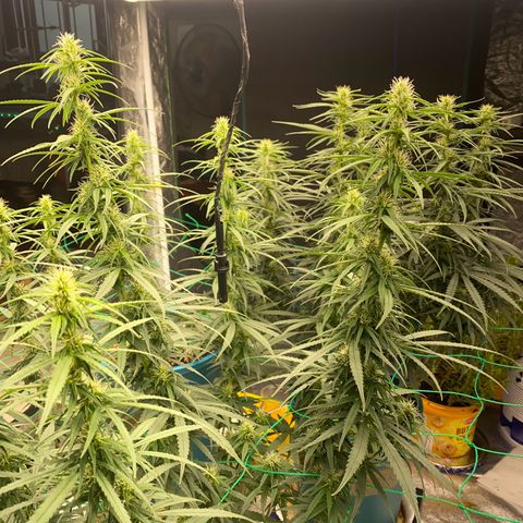DankBerry  growlog timeline photo