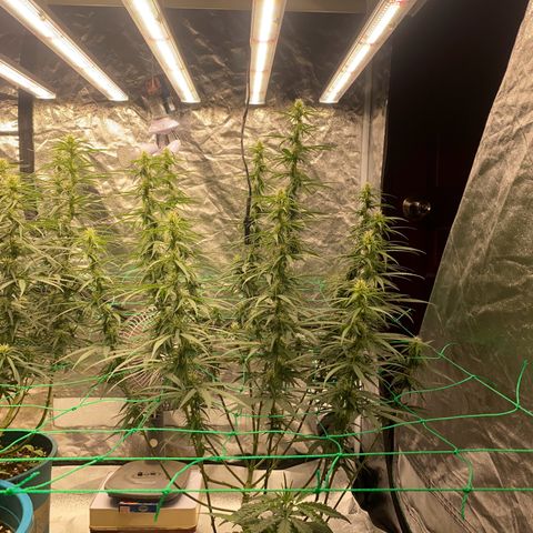 DankBerry  growlog timeline photo