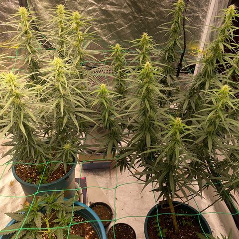 DankBerry  growlog timeline photo