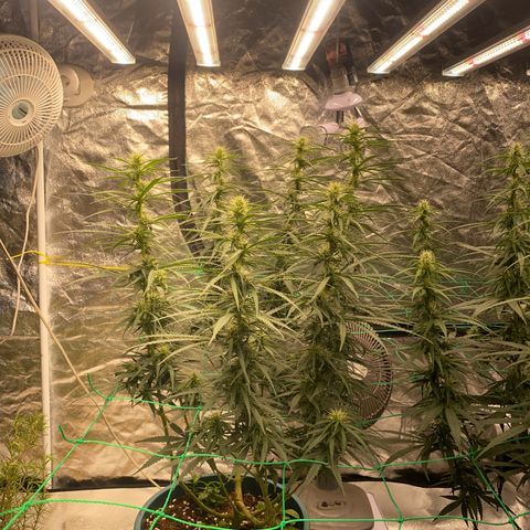 DankBerry  growlog timeline photo
