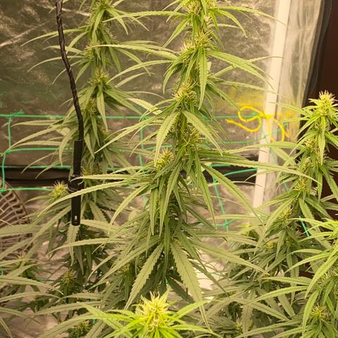 DankBerry  growlog timeline photo