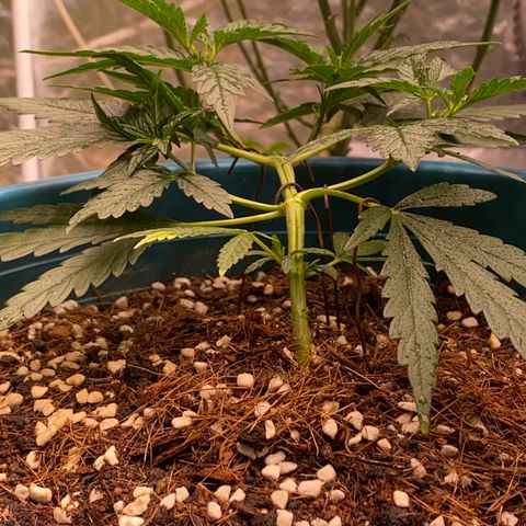 DankBerry  growlog timeline photo