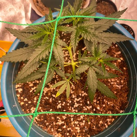 DankBerry  growlog timeline photo