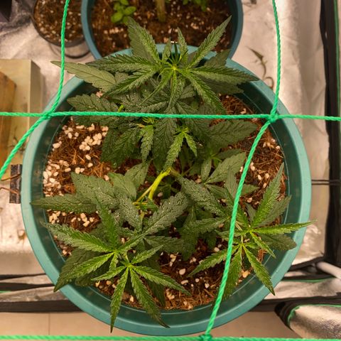 DankBerry  growlog timeline photo